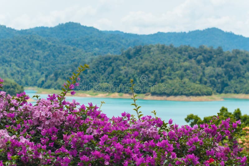 蓝湖背景中粉红色九卷花景观库存照片 图片包括有花卉 开花 自然 平房 庭院 限定范围