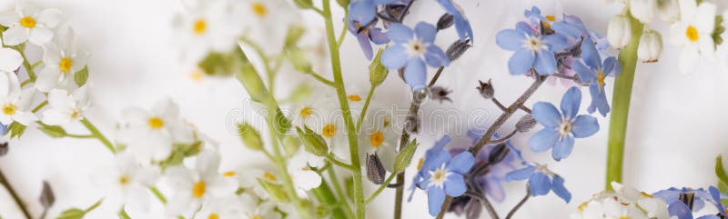 白色勿忘草 勿忘我草sp 花库存图片 图片包括有 白色勿忘草 勿忘我草sp 花库存图片 图片包括有