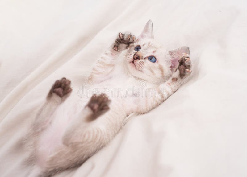 蓝眼睛可爱的白猫可爱的波斯猫白色背景中的小猫小捕食者猫咪库存照片 图片包括有关心 乐趣 蓝眼睛可爱的白猫可爱的波斯猫白色背景中的小猫小捕食者猫咪库存照片 图片包括有关心 乐趣
