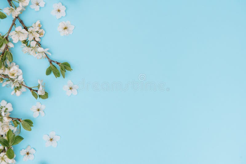蓝色背景中春白樱花树的照片从上方查看 平铺 复制空间春夏背景库存照片 图片包括有 蓝色背景中春白樱花树的照片从上方查看 平铺 复制空间春夏背景库存照片 图片包括有
