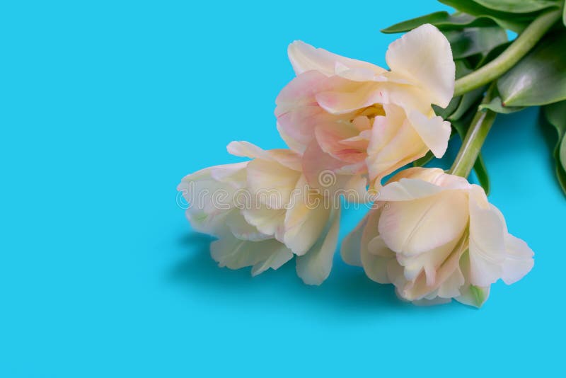 蓝色背景角落有绿叶的三朵白色郁金香花 有文字位置花库存照片 图片包括有位于 靠山 背包 花卉