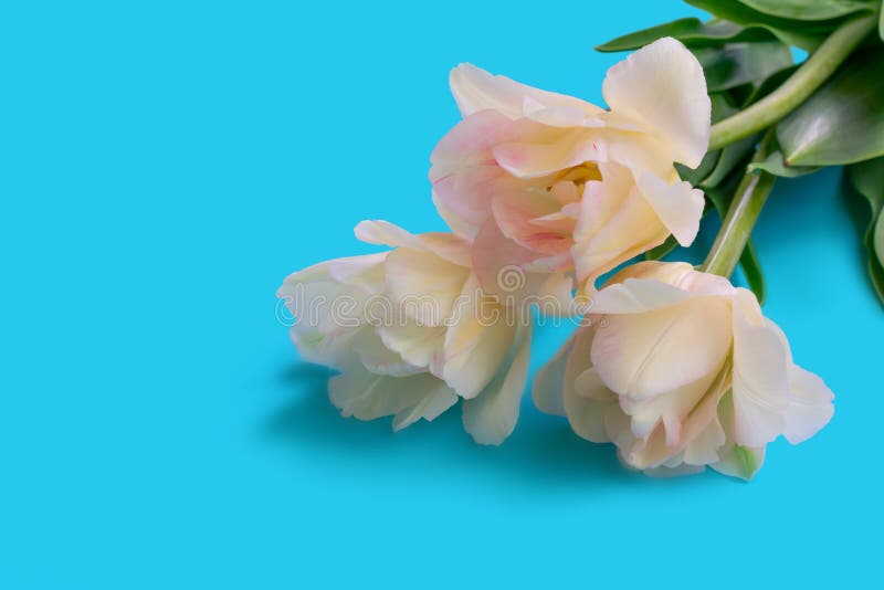 蓝色背景角落有绿叶的三朵白色郁金香花 有文字位置花库存照片 图片包括有位于 靠山 背包 花卉 蓝色背景角落有绿叶的三朵白色郁金香花 有文字位置花库存照片 图片包括有位于 靠山 背包 花卉