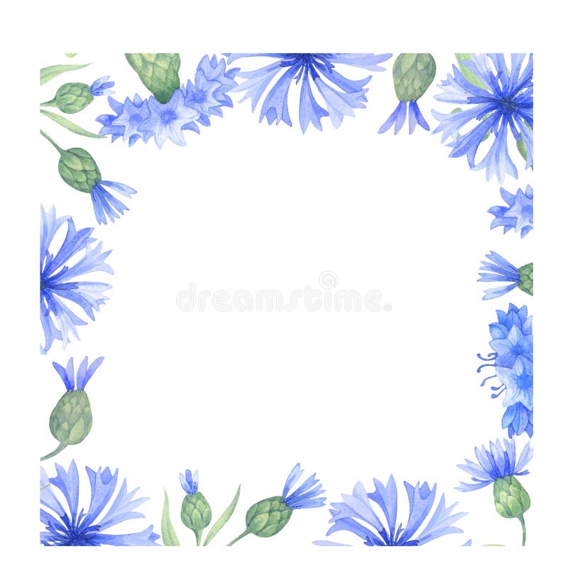 矢车菊水彩样式库存例证 插画包括有花卉 夏天 例证 本质 矢车菊 背包 图象 绘画 矢车菊水彩样式库存例证 插画包括有花卉 夏天 例证 本质 矢车菊 背包 图象 绘画