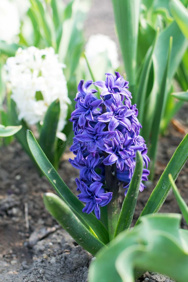 Blue Hyacinth Flower Hyacinthus Or Hyacinths Flower 库存图片 图片包括有开花 紫色 Blue Hyacinth Flower Hyacinthus Or Hyacinths Flower 库存图片 图片包括有开花 紫色