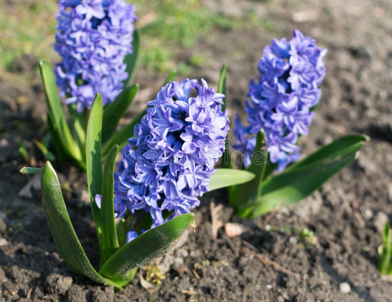 Blue Hyacinth Flower Hyacinthus Or Hyacinths Flower 库存图片 图片包括有开花 紫色 Blue Hyacinth Flower Hyacinthus Or Hyacinths Flower 库存图片 图片包括有开花 紫色