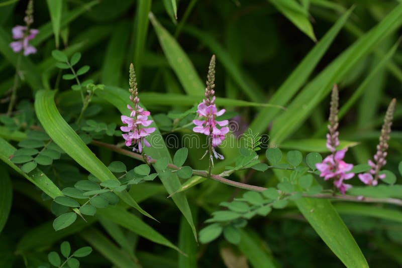 蓼蓝pseudotinctoria 库存图片 图片包括有五颜六色 花瓣 自然 季节 夏天