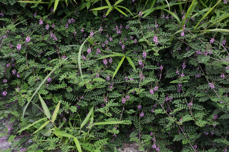 蓼蓝pseudotinctoria 库存图片 图片包括有开花 特写镜头 室外 通配 五颜六色 蓼蓝pseudotinctoria 库存图片 图片包括有开花 特写镜头 室外 通配 五颜六色