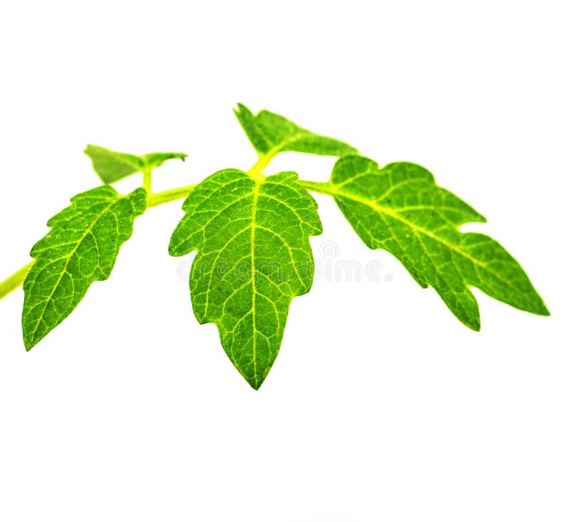 蕃茄一片叶子库存照片 图片包括有