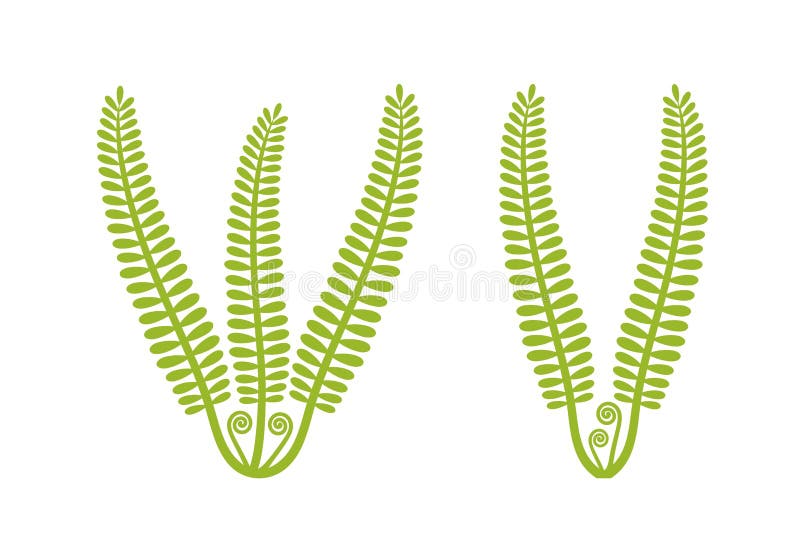 蕨类标志白色背景中突显的蕨类植物向量例证 插画包括有徽标 设置 剪影 抽象 象征 灌木 蕨类标志白色背景中突显的蕨类植物向量例证 插画包括有徽标 设置 剪影 抽象 象征 灌木