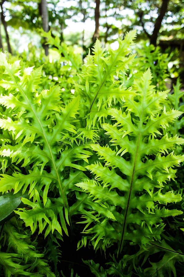 蕨类植物库存照片 图片包括有完美 纯度 工厂 前景 重点 托架 叶子 弗鲁 区域 蕨类植物库存照片 图片包括有完美 纯度 工厂 前景 重点 托架 叶子 弗鲁 区域