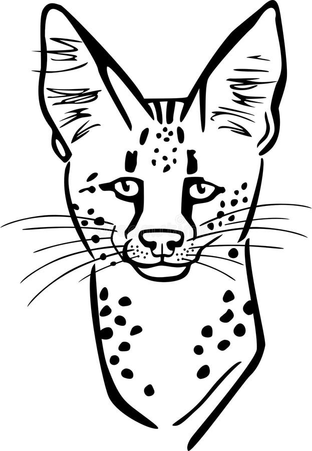 薮猫画象库存例证 插画包括有附庸风雅 毛皮 绘画 水彩 本质 食肉动物 艺术 敌意 薮猫画象库存例证 插画包括有附庸风雅 毛皮 绘画 水彩 本质 食肉动物 艺术 敌意