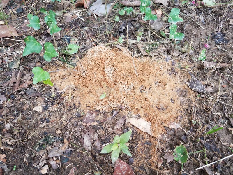 蚂蚁小山或土墩在土或土壤库存图片 图片包括有嵌套 陆运 土壤 昆虫 室外 小山 尘土 蚂蚁小山或土墩在土或土壤库存图片 图片包括有嵌套 陆运 土壤 昆虫 室外 小山 尘土