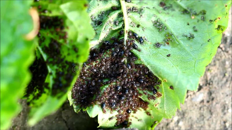 蚜虫 木虱 在樱桃树叶子股票视频 视频包括有绿色 动物区系 户外 庭院 环境 宏指令 害虫