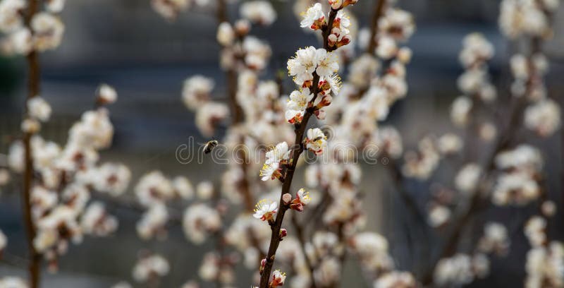蜜蜂在盛开的果园里飞翔含蜜虫库存图片 图片包括有含蜜虫 蜜蜂在盛开的果园里飞翔