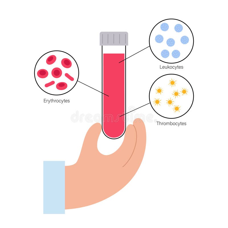 血液结构概念向量例证. 插画包括有模式, 贫血, 的闪烁, 免疫, 爱好健美 