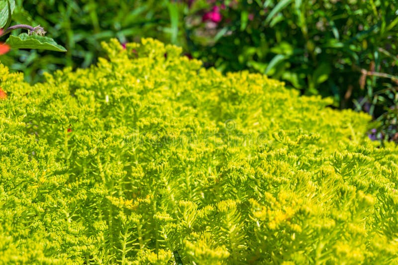 被日光照射了明亮的黄绿色植物库存图片 图片包括有户外 黄色 春天 生动 庭院 绿叶 绿色