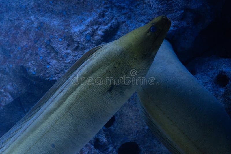 Gymnothorax Funebris 大绿色鯙库存照片 图片包括有