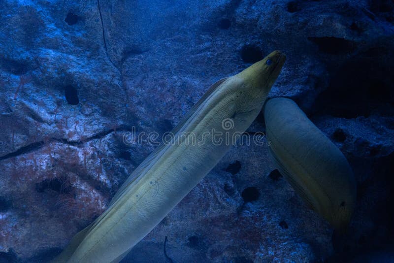Gymnothorax Funebris 大绿色鯙库存照片 图片包括有