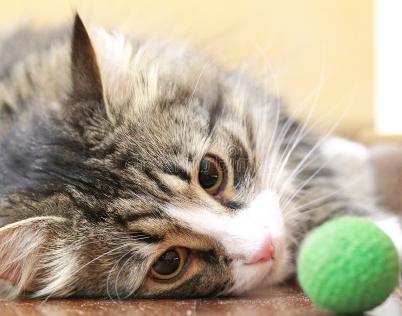 猫使用与一个球的在庭院里 棕色西伯利亚猫库存照片 图片包括有竹子 长期 毛茸 敌意 蓬松 猫使用与一个球的在庭院里 棕色西伯利亚猫库存照片 图片包括有竹子 长期 毛茸 敌意 蓬松