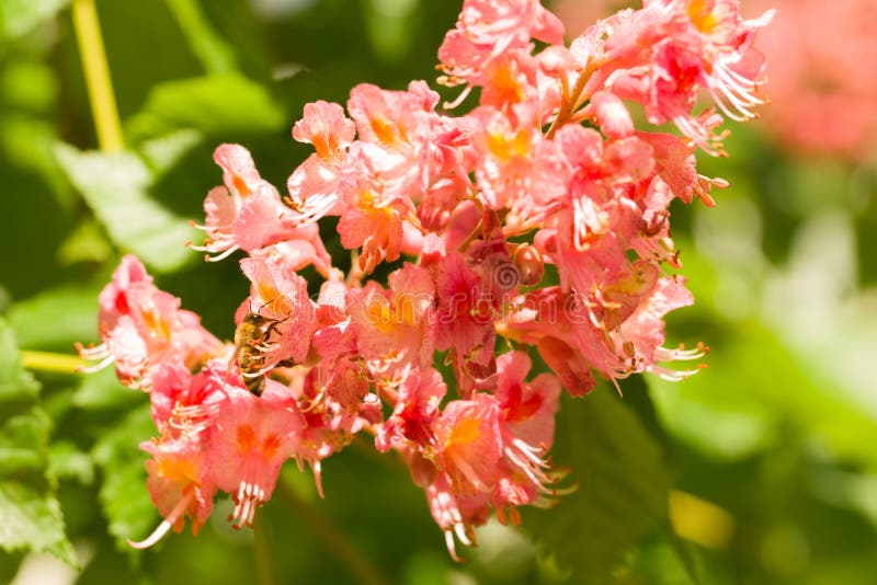 西洋蜜蜂蜜蜂采集红马栗花花粉的特写库存图片 图片包括有飞行 工作者 昆虫 工作 本质 蜂蜜