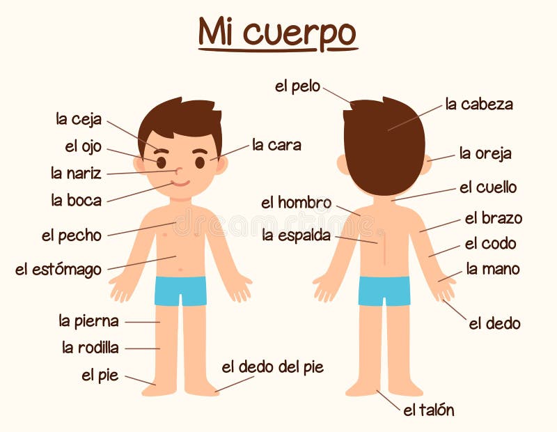 西班牙语身体部位向量例证 插画包括有现有量 前面 幼稚园 绘制 孩子 标签 带状闪长岩