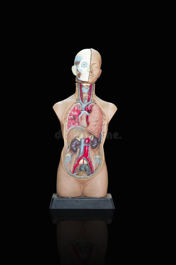 解剖学人体模型库存图片 图片包括有解剖学人体模型