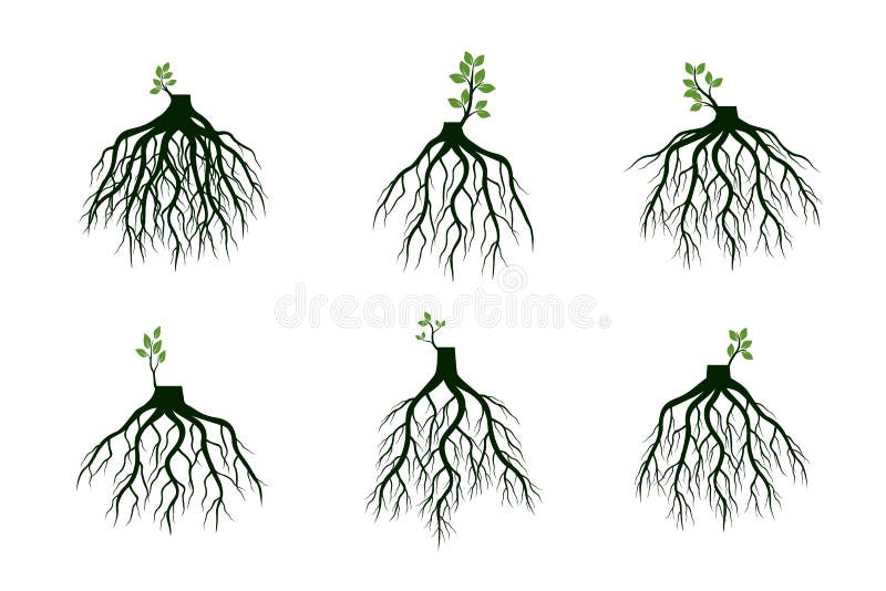设置树根并且发芽肢体植物根也corel凹道例证向量库存例证 插画包括有肢体 庭院
