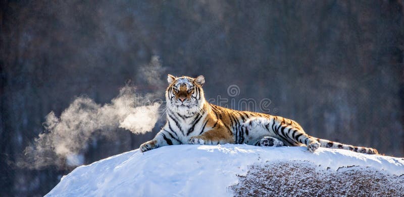 说谎在积雪的小山的东北虎反对冬天森林中国的画象哈尔滨牡丹江省库存照片 图片包括有天性 被照顾的