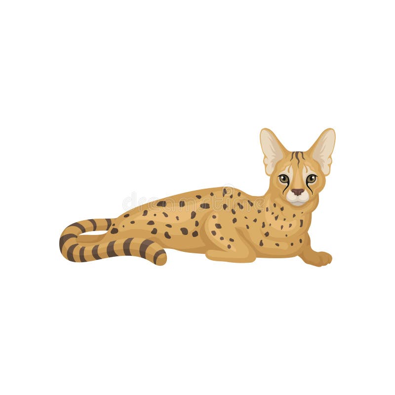 薮猫画象库存例证 插画包括有附庸风雅 毛皮 绘画 水彩 本质 食肉动物 艺术 敌意 薮猫画象库存例证 插画包括有附庸风雅 毛皮 绘画 水彩 本质 食肉动物 艺术 敌意