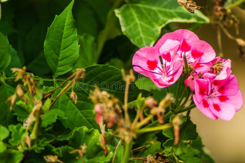 粉红色鲜花花园攀岩植物库存照片 图片包括有房子 灌木 爬行物 装饰 异乎寻常 花卉 开花 粉红色鲜花花园攀岩植物库存照片 图片包括有房子 灌木 爬行物 装饰 异乎寻常 花卉 开花