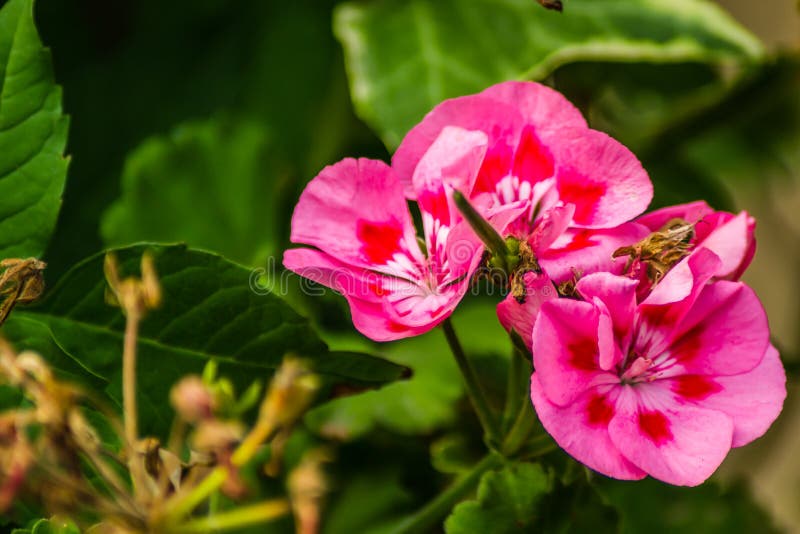 粉红色鲜花花园攀岩植物库存照片 图片包括有房子 灌木 爬行物 装饰 异乎寻常 花卉 开花 粉红色鲜花花园攀岩植物库存照片 图片包括有房子 灌木 爬行物 装饰 异乎寻常 花卉 开花