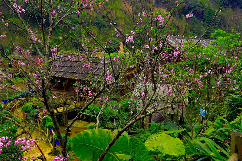 越南萨帕桃花兰美玫瑰平和的传统屋顶库存照片 图片包括有聚会所 印度支那 中央 发展 种类