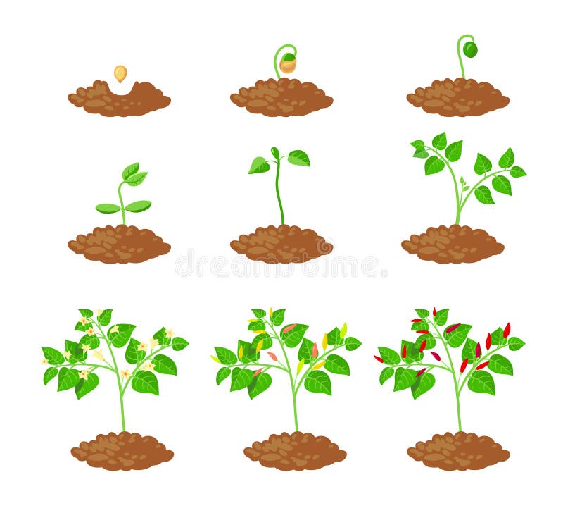 辣椒植物生长阶段信息要素辣椒苗种从种苗到熟苗的栽培方法向量例证 插画包括有工厂 进程 辣椒植物生长阶段信息要素辣椒苗种从种苗到熟苗的栽培方法向量例证 插画包括有工厂 进程