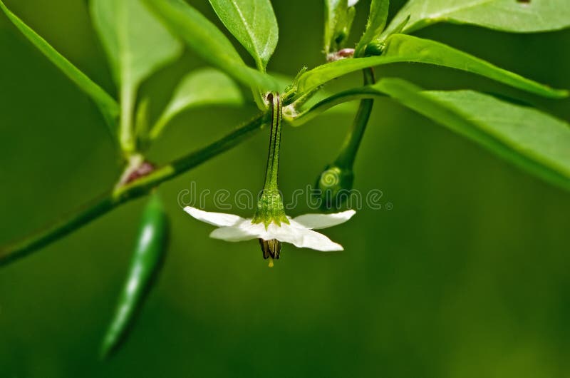 胡椒花在庭院里库存图片 图片包括有植物群 辣椒粉 辣椒的果实 种田 有机 叶子 食物