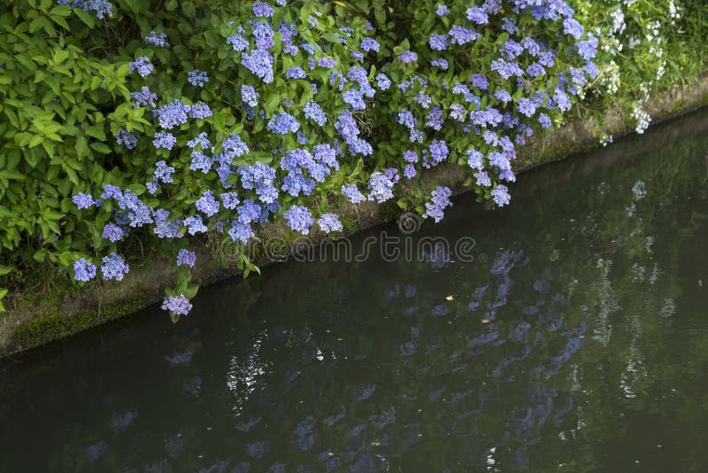Violet Wood Sorrel Flowers 库存照片 图片包括有精美 植物群 花卉 Violet Wood Sorrel Flowers 库存照片 图片包括有精美 植物群 花卉