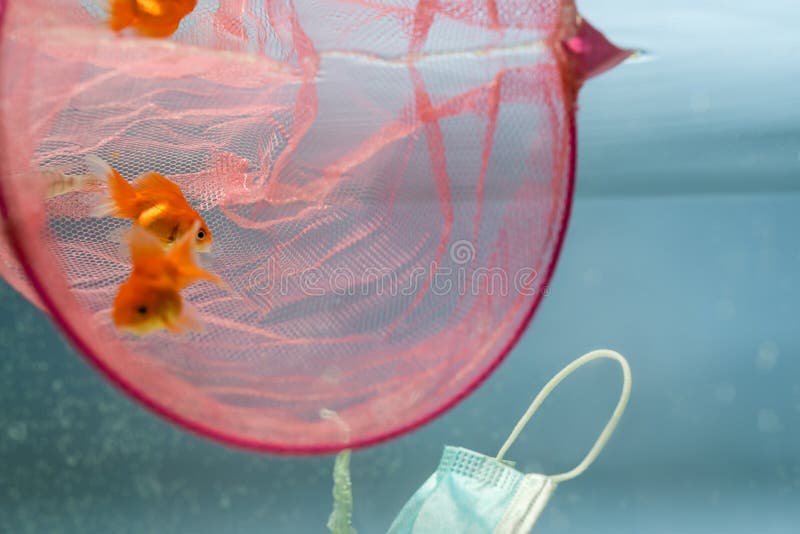 靠近医用口罩的金鱼网库存图片 图片包括有环境 巴哈马群岛的 全球 海运 地球 污秽 使用