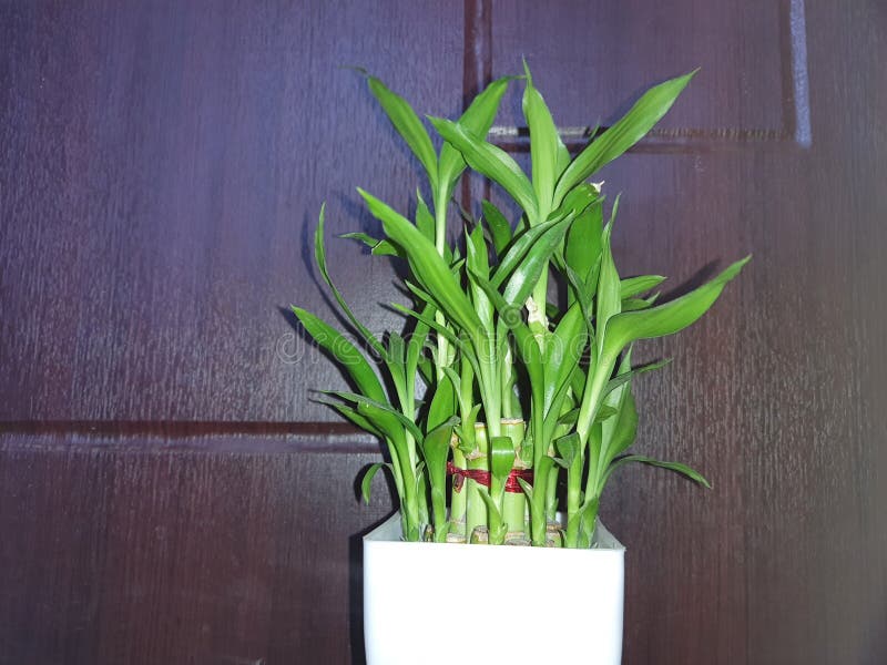 幸运的植物在新年市场上 香港库存照片 图片包括有 幸运的植物在新年市场上 香港库存照片 图片包括有