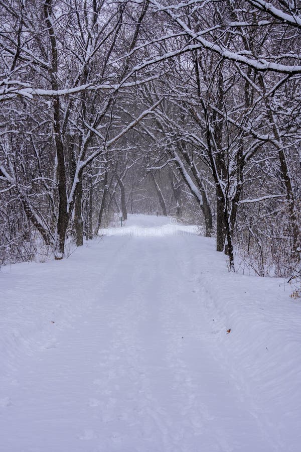进入树林的雪道库存照片 图片包括有空白 冻结 横向 结构树 早晨 路径 多雪 木头 进入树林的雪道库存照片 图片包括有空白 冻结 横向 结构树 早晨 路径 多雪 木头