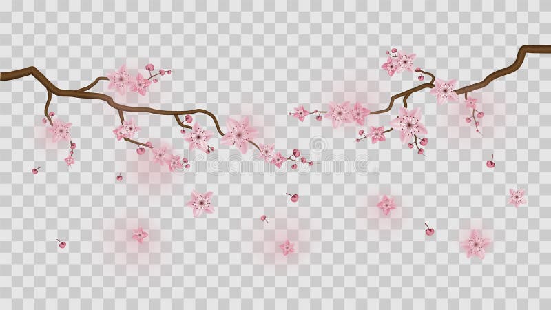 透明背景中突显的樱花花向量例证 插画包括有日语 例证 樱桃 庭院 看板卡 季节 开花的