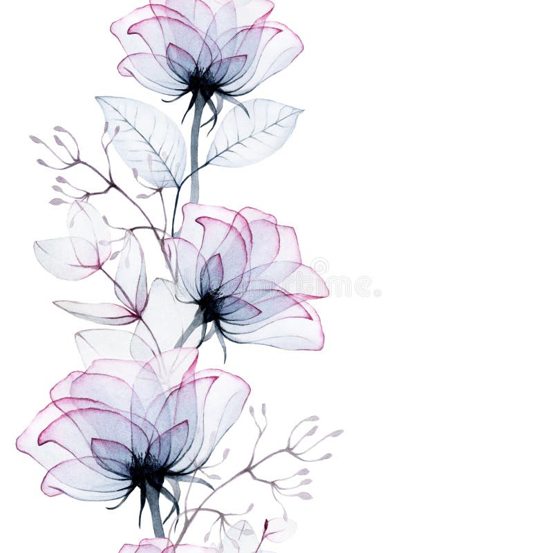 透明花水彩画无缝边框 透明玫瑰花和桉叶x射线 复古库存例证 插画包括有要素 现代