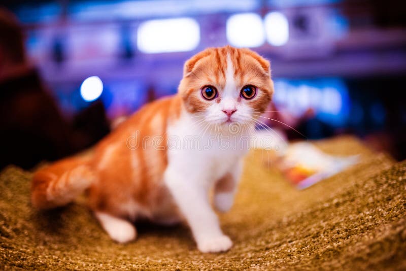 逗人喜爱的震惊猫布朗猫动物界库存图片 图片包括有背包 冲击 滑稽 纵向 折叠 宠物 逗人喜爱的震惊猫布朗猫动物界库存图片 图片包括有背包 冲击 滑稽 纵向 折叠 宠物