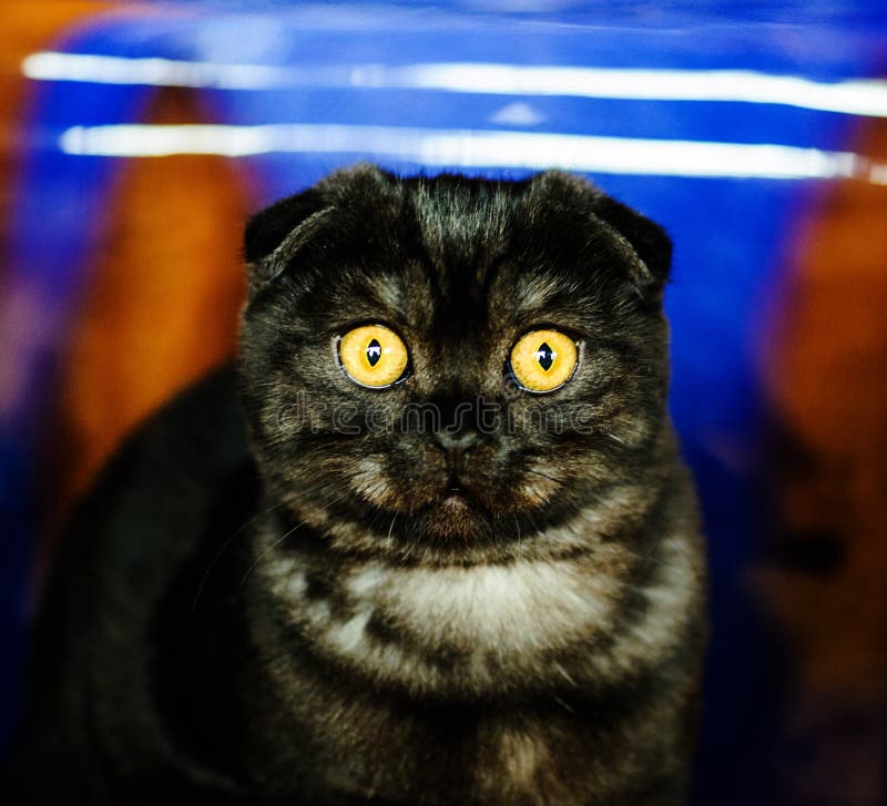 逗人喜爱的震惊猫布朗猫动物界库存图片 图片包括有背包 冲击 滑稽 纵向 折叠 宠物 逗人喜爱的震惊猫布朗猫动物界库存图片 图片包括有背包 冲击 滑稽 纵向 折叠 宠物