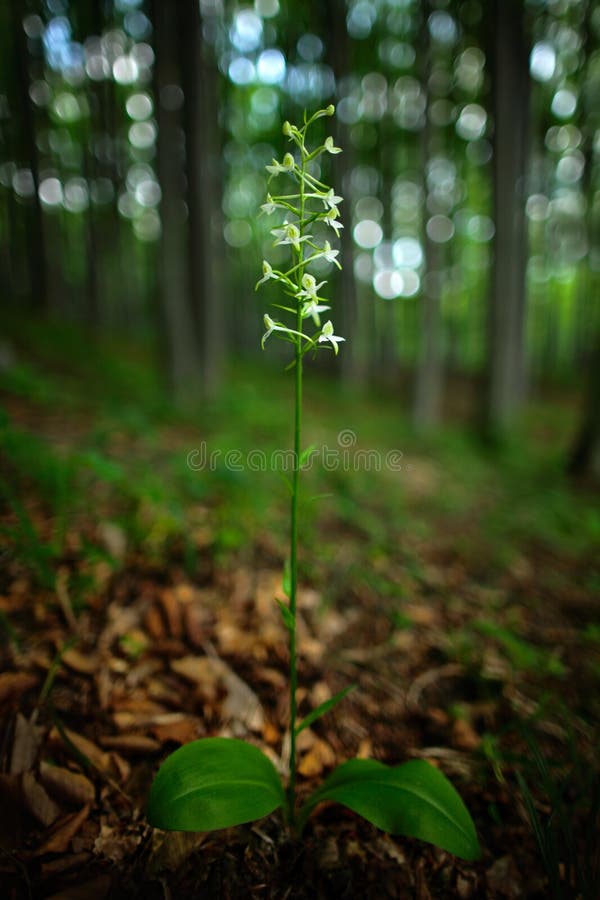 野生兰花在森林里一点蝴蝶兰花 Platanthera Bifolia 开花的欧洲地球野生兰花 自然habita 库存照片 图片包括有春天 本质