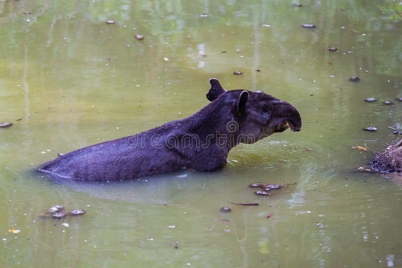 野生动物 Baird Tapir在丛林的保水区沐浴库存图片 图片包括有tapir在丛林的保水区沐浴