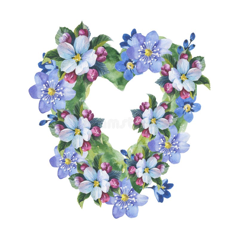 野花勿忘我草在水彩样式的花心脏被隔绝的库存例证 插画包括有 野花勿忘我草在水彩样式的花心脏被隔绝的库存例证 插画包括有