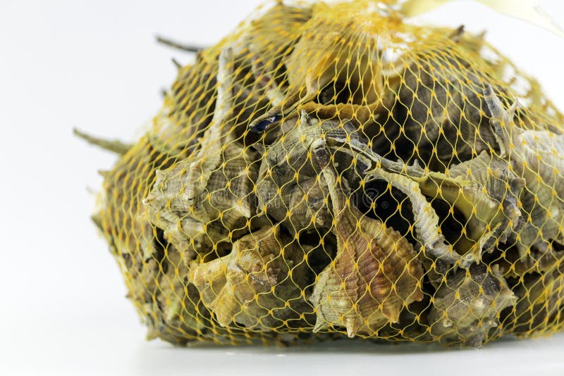 销售袋子bolinus Brandaris 可食的海洋腹足动物库存照片 图片包括有 销售袋子bolinus Brandaris 可食的海洋腹足动物库存照片 图片包括有