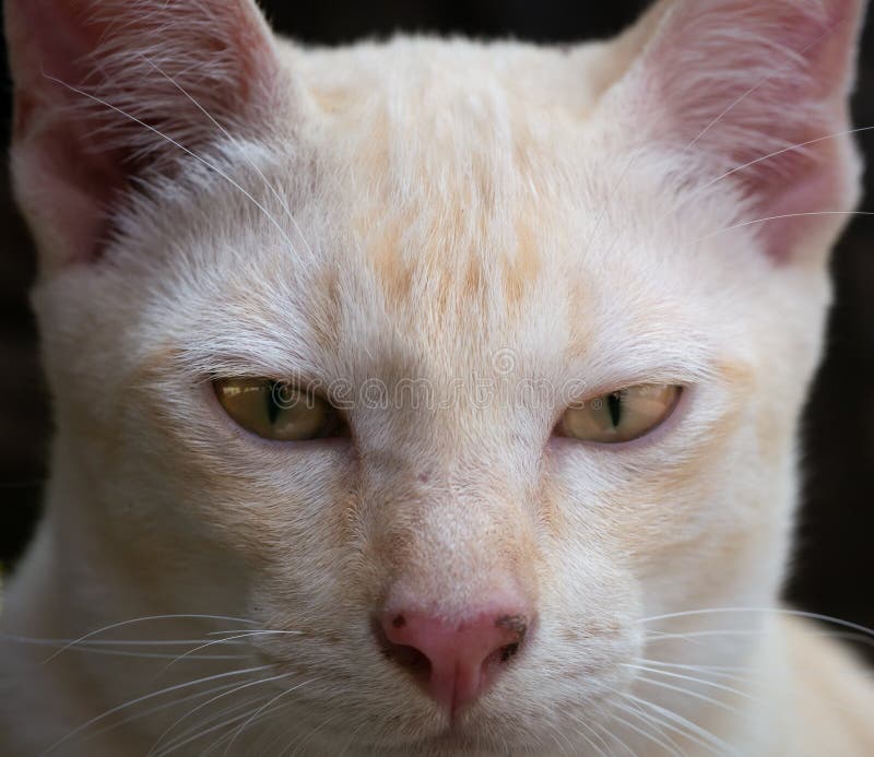 白黄猫 库存照片 图片包括有毛皮 埋怨的 交配动物者 位于 小猫 背包 蜘蛛网 关闭 白黄猫 库存照片 图片包括有毛皮 埋怨的 交配动物者 位于 小猫 背包 蜘蛛网 关闭