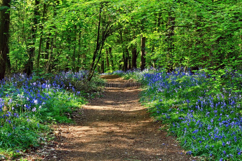阳光土道路穿过非scripta Badby会开蓝色钟形花的草木的hyacinthoides 库存图片 图片包括有路径 蓝色 阳光土道路穿过非scripta Badby会开蓝色钟形花的草木的hyacinthoides 库存图片 图片包括有路径 蓝色