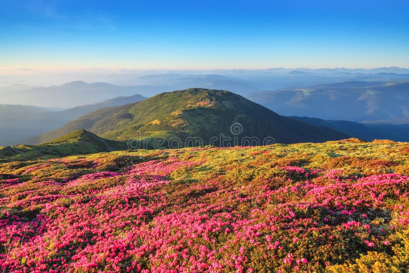 雄伟的夏日风景高山杜鹃花自然再生的概念山景美库存图片 图片包括有天堂 概念 组塑 云彩