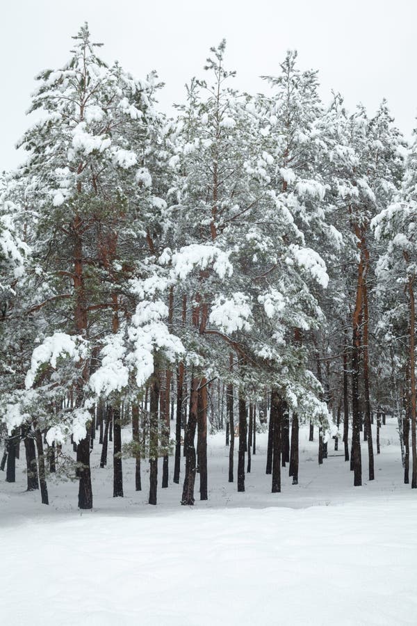 雪中针叶树库存图片 图片包括有 雪中针叶树库存图片 图片包括有
